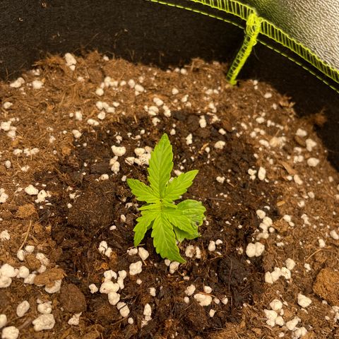 Tyson 2.0 Corkscrew Auto growlog timeline photo