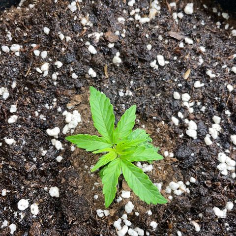 Tyson 2.0 Corkscrew Auto growlog timeline photo