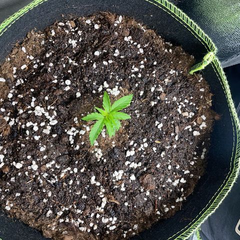 Tyson 2.0 Corkscrew Auto growlog timeline photo