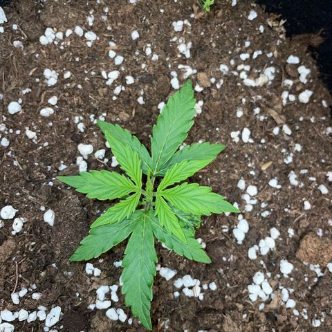 Tyson 2.0 Corkscrew Auto growlog timeline photo