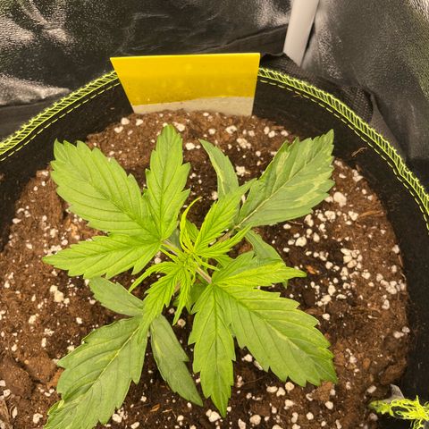 Cookies Gelato Automatic growlog timeline photo
