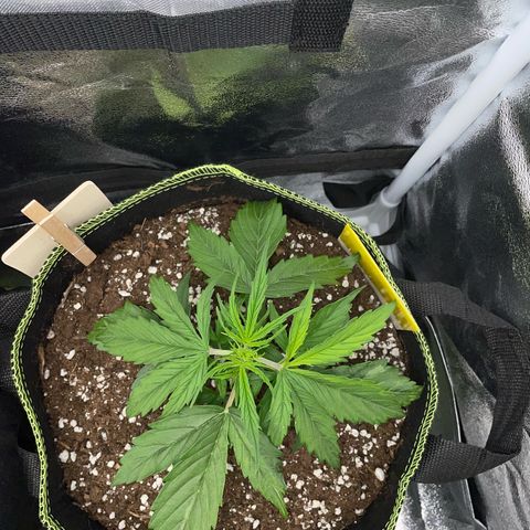 Cookies Gelato Automatic growlog timeline photo