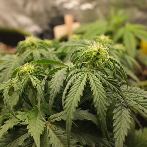 Cookies Gelato Automatic growlog timeline photo