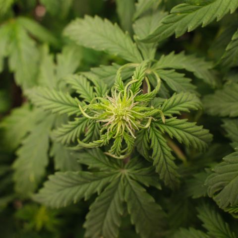Cookies Gelato Automatic growlog timeline photo