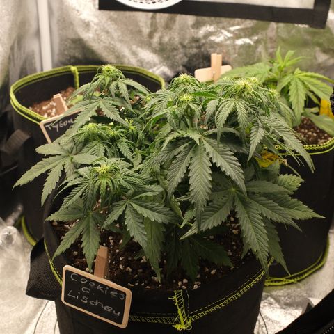 Cookies Gelato Automatic growlog timeline photo
