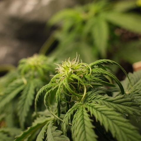 Cookies Gelato Automatic growlog timeline photo