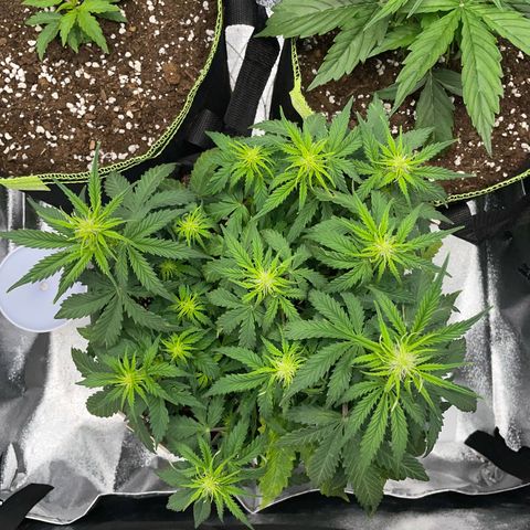 Cookies Gelato Automatic growlog timeline photo