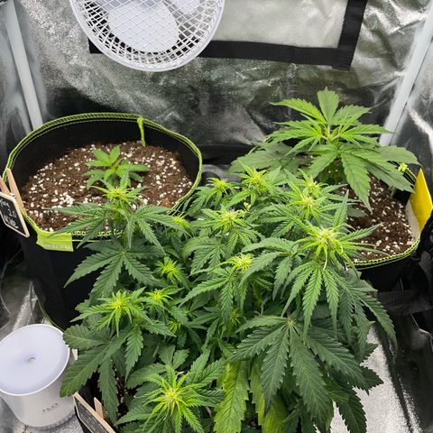 Cookies Gelato Automatic growlog timeline photo