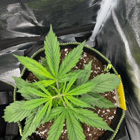 Cookies Gelato Automatic growlog timeline photo