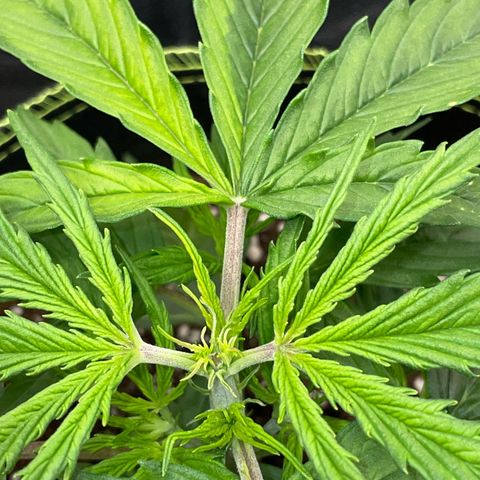 Cookies Gelato Automatic growlog timeline photo