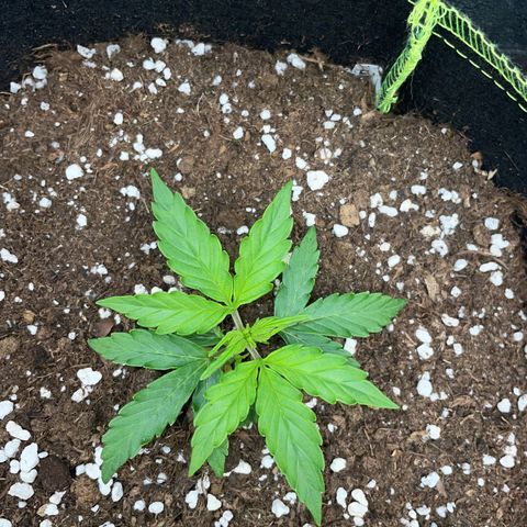 Tyson 2.0 Corkscrew Auto growlog timeline photo