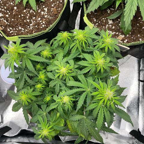 Cookies Gelato Automatic growlog timeline photo
