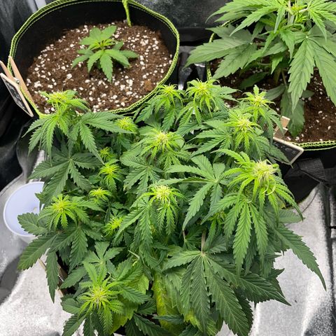 Cookies Gelato Automatic growlog timeline photo