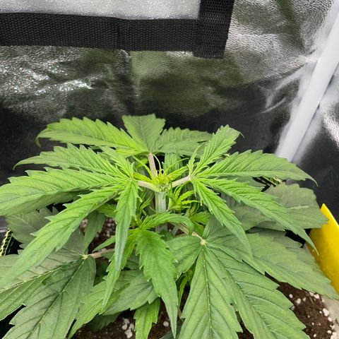 Cookies Gelato Automatic growlog timeline photo