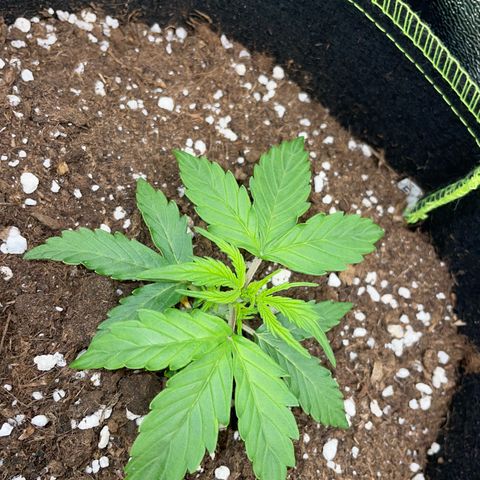 Tyson 2.0 Corkscrew Auto growlog timeline photo
