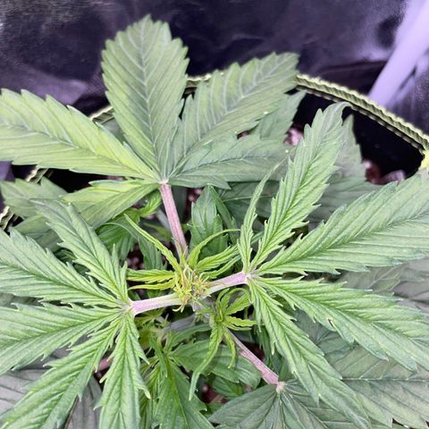 Cookies Gelato Automatic growlog timeline photo