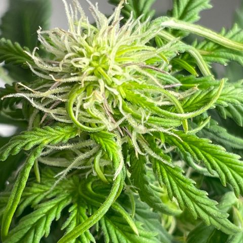 Cookies Gelato Automatic growlog timeline photo