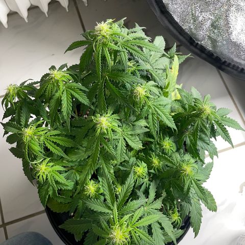 Cookies Gelato Automatic growlog timeline photo