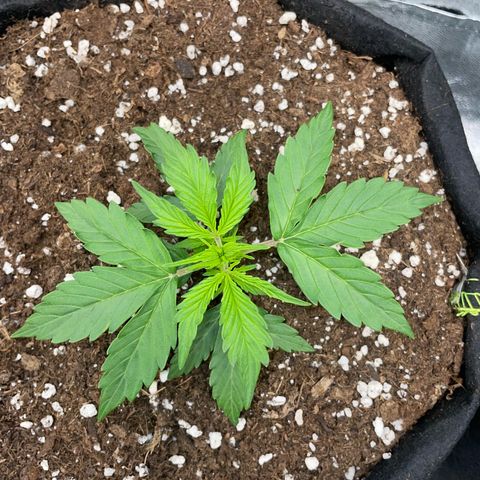 Tyson 2.0 Corkscrew Auto growlog timeline photo