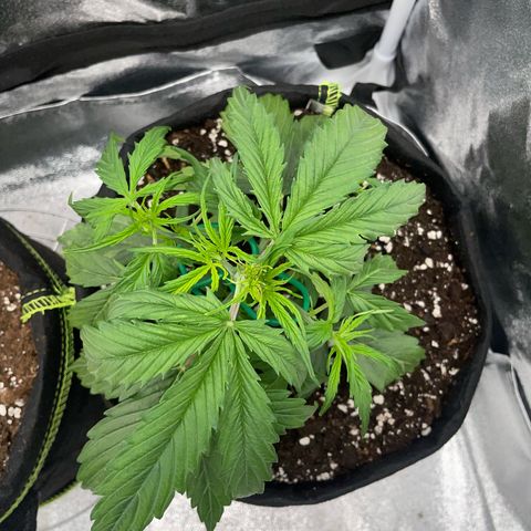 Cookies Gelato Automatic growlog timeline photo