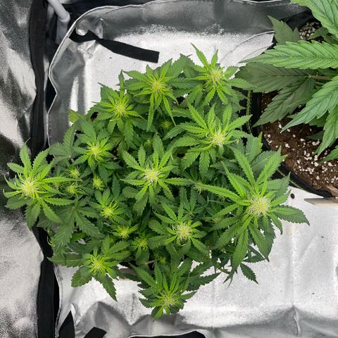 Cookies Gelato Automatic growlog timeline photo