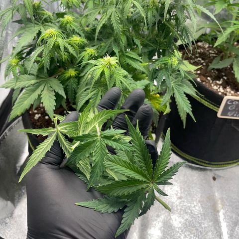 Cookies Gelato Automatic growlog timeline photo