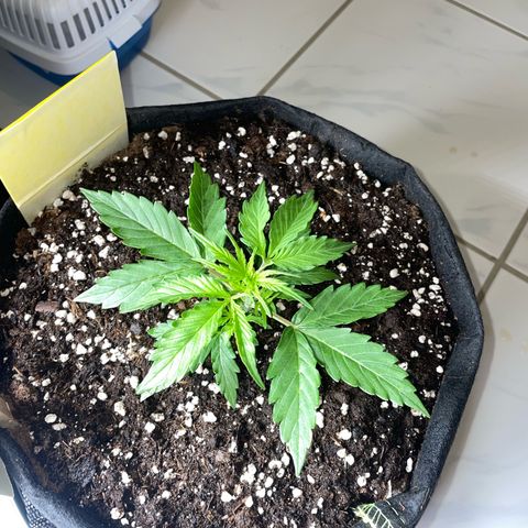 Tyson 2.0 Corkscrew Auto growlog timeline photo