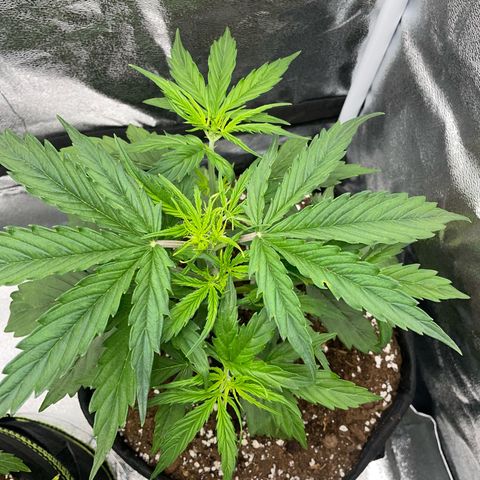 Cookies Gelato Automatic growlog timeline photo