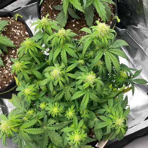 Cookies Gelato Automatic growlog timeline photo