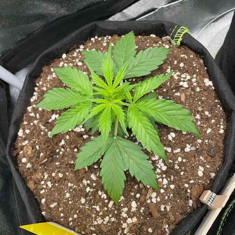 Tyson 2.0 Corkscrew Auto growlog timeline photo
