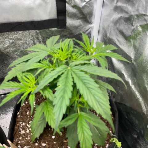 Cookies Gelato Automatic growlog timeline photo