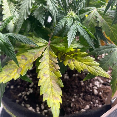 Cookies Gelato Automatic growlog timeline photo