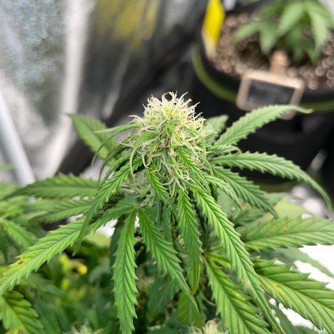 Cookies Gelato Automatic growlog timeline photo