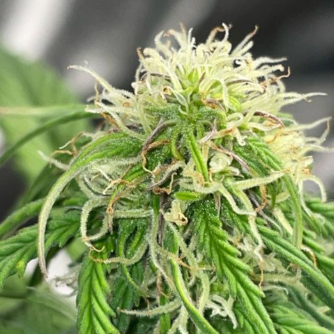Cookies Gelato Automatic growlog timeline photo