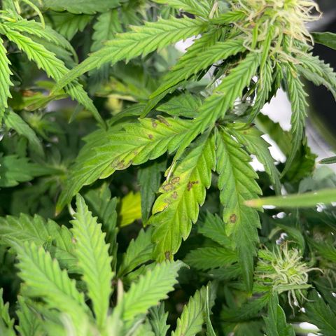 Cookies Gelato Automatic growlog timeline photo