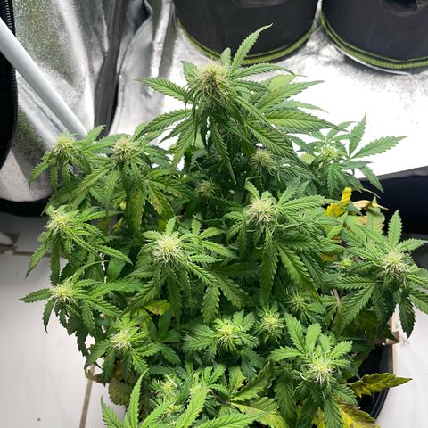 Cookies Gelato Automatic growlog timeline photo