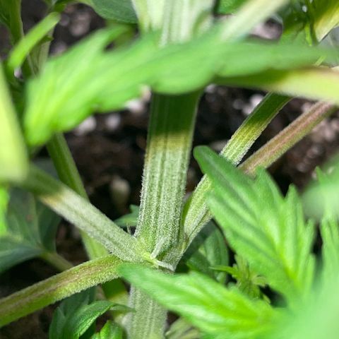 Tyson 2.0 Corkscrew Auto growlog timeline photo