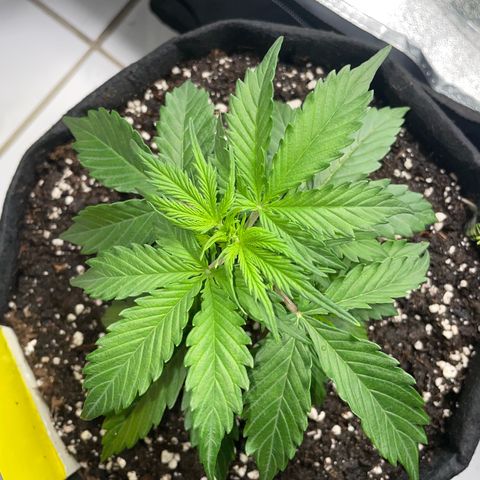 Tyson 2.0 Corkscrew Auto growlog timeline photo