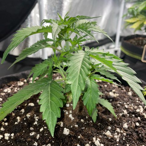 Tyson 2.0 Corkscrew Auto growlog timeline photo