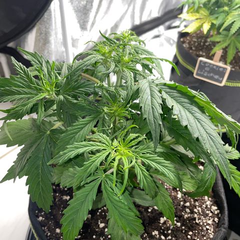 Cookies Gelato Automatic growlog timeline photo