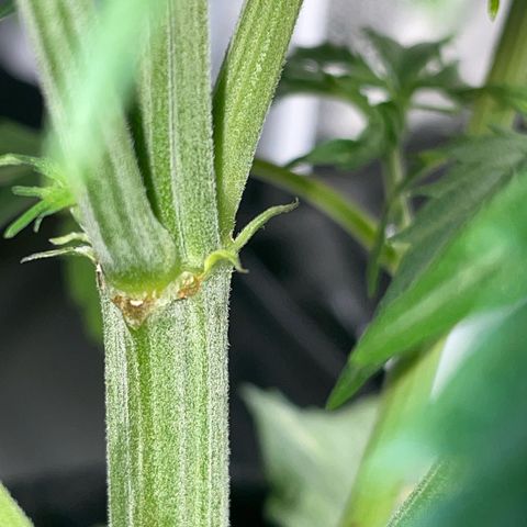 Cookies Gelato Automatic growlog timeline photo