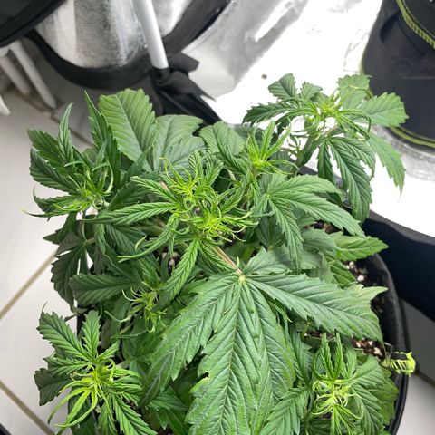Cookies Gelato Automatic growlog timeline photo