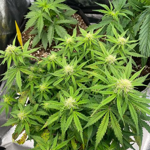 Cookies Gelato Automatic growlog timeline photo