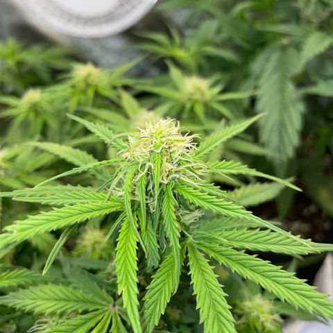 Cookies Gelato Automatic growlog timeline photo