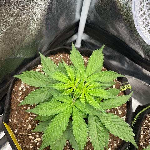 Tyson 2.0 Corkscrew Auto growlog timeline photo