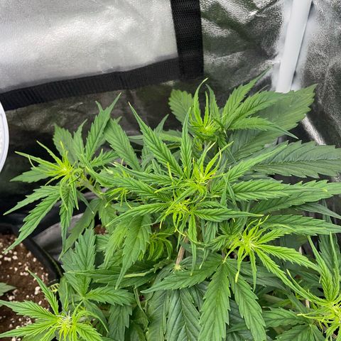 Cookies Gelato Automatic growlog timeline photo