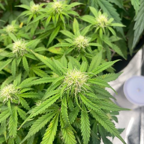 Cookies Gelato Automatic growlog timeline photo