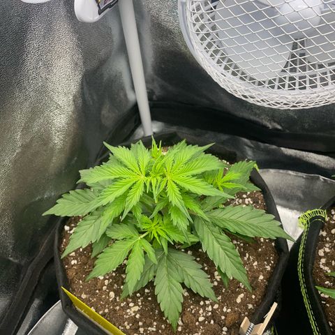 Tyson 2.0 Corkscrew Auto growlog timeline photo