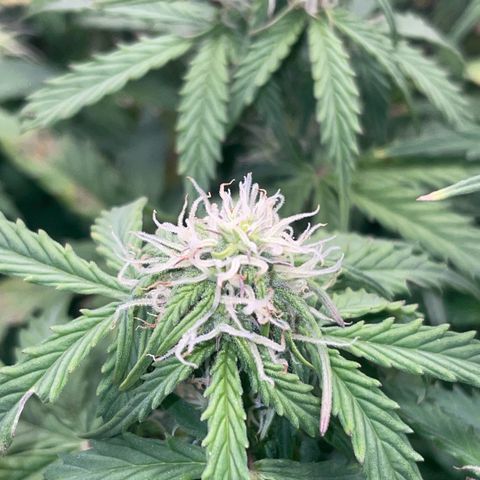 Cookies Gelato Automatic growlog timeline photo