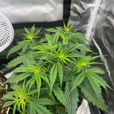 Cookies Gelato Automatic growlog timeline photo